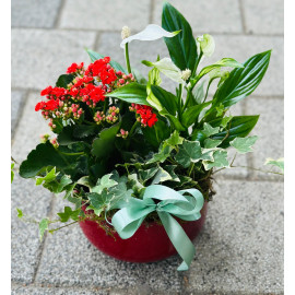 Aranjament plante AN10